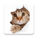 cute cats wallpapers hd+ android application logo